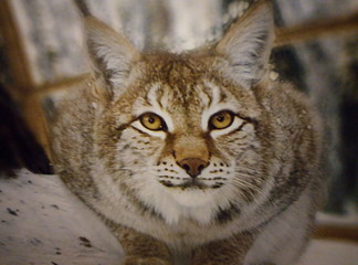 lynx lynx lynx