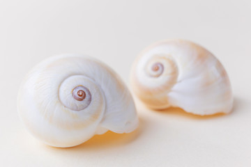 Snail shells close-up on a light pastel background. The concept of vacation, sea, summer, travel,...