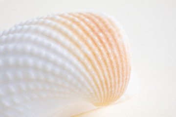 Seashell closeup on a light pastel background. Detailed macro photography. Large depth of field. The concept of vacation, sea, summer, travel, decor.