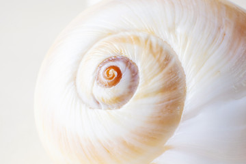 Spiral snail shell closeup on a light pastel background. Detailed macro photography. Large depth of field. The concept of vacation, sea, summer, travel, decor.