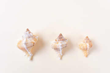 Sea shells on a light pastel background. The concept of vacation, sea, summer, travel, decor. Rapana. Top view, flat lay, copyspace.