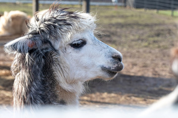 Fototapeta premium Cute friendly alpaca on an alpaca farm. Closeup of an alpaca face