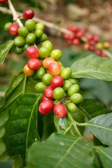 Coffee plants and fruits