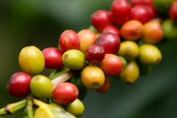 Coffee plants and fruits