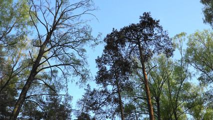 Treetops with a clear blue sky background of the spring season. Thinned mixed forest. Panoramic bottom-up view.