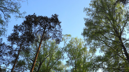 Deciduous trees tops and conifer treetops against a blue sky background. The spring season scene. Thinned mixed forest panoramic view from bottom to up. 