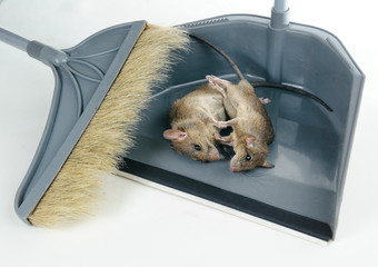 Removing two dead rats using grey plastic shovel and broom.