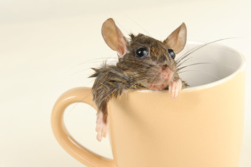 Jaded rat taking bath in coffee mug and looking into camera.