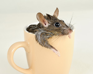 Funny rat with wet fur taking bath in coffee mug.