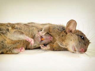 Couple of rats lying close together on white floor.