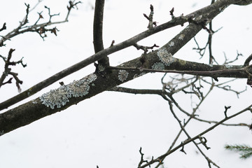 branches of tree on a white background
