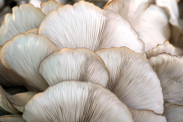 Fresh oyster mushroom (Pleurotus ostreatus) on wooden table