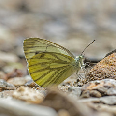 The green-veined white (Pieris napi) is a butterfly of the family Pieridae.