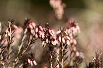 tappeto di eriche in inverno