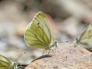 The green-veined white (Pieris napi) is a butterfly of the family Pieridae.