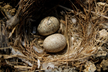 Fototapeta na wymiar Bird Eggs Resting in a Ground Nest