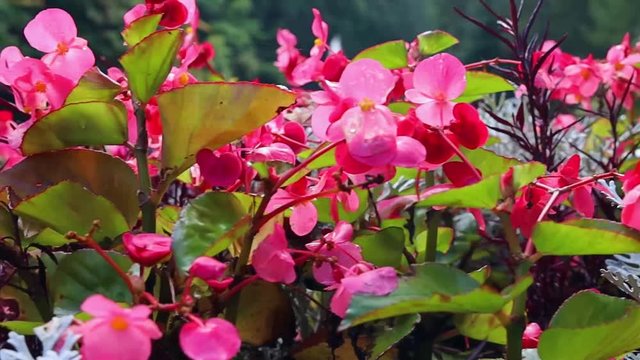 Scarlet Begonias