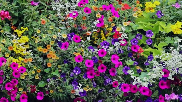 floral panorama