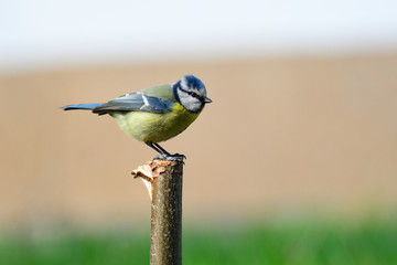 Blaumeise im Frühjahr	