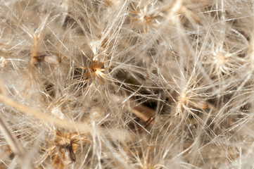 semi secchi in periodo invernale