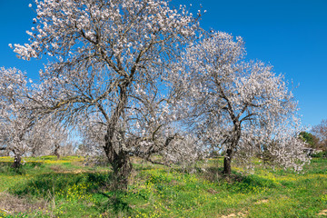 Flowering almond trees on a bright sunny day