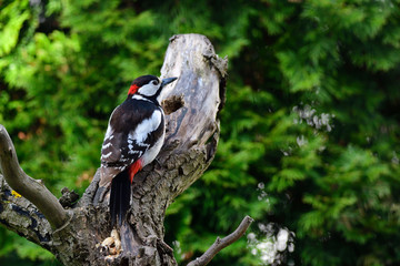 Buntspecht bei der Futtersuche	