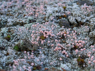 Rosa Köpfchenflechte