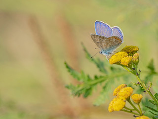 The common blue butterfly (Polyommatus icarus) is a butterfly in the family Lycaenidae. 