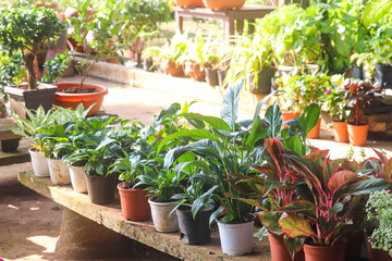 Spring Season Fresh Modern Home Gardening Popular Herbs And Show Leaves And Newly Grown Plants In Green House