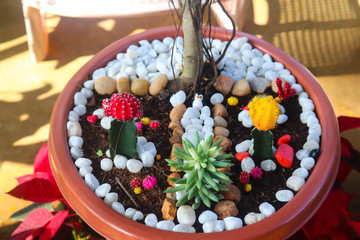 Spring Season Fresh Modern Home Gardening Popular Herbs And Show