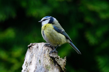 Blaumeise im Frühjahr	