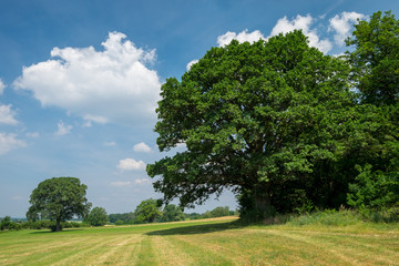 Fototapeta na wymiar Quercus petraea Traubeneiche bei Eysölden in Bayern Landkreis Roth