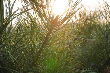 Fototapeta premium Green pine branches silhouette against the sky and the setting sun, iridescent needles in light.
