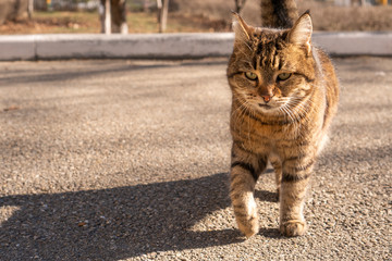 Naklejka na ściany i meble Fluffy cat walks along the street. Pet cat, affectionate and long-haired