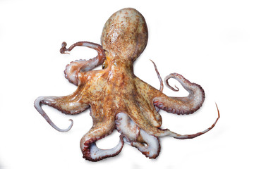 Common octopus, Octopus vulgaris, isolated on white background