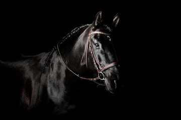 Black PRE (andalusian) horse portrait in brown classic leather bridle with reigns isolated on black background.