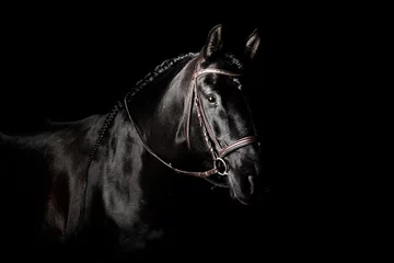 Keuken foto achterwand Paard Zwart PRE (andalusisch) paardportret in bruin klassiek leerhoofdstel met regeert geïsoleerd op zwarte achtergrond.
