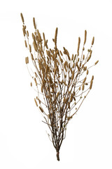 Obraz premium A dry tree on a white background