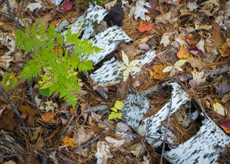 Fallen birch trees decaying on the forest floor in the north woods of Wisconsin, USA.
