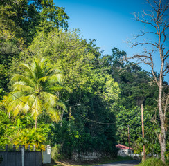 Tropical vegetation by a country road in the Caribbean