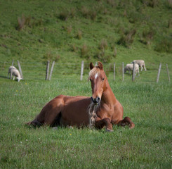 Naklejka na ściany i meble Horse laying resting in meadow New Zealand