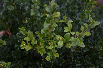 Fototapeta premium green plant in the garden