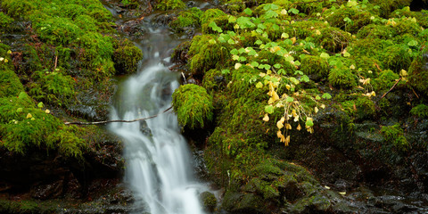 Panoramic view of a mountain creek flows among stones covered by moss in the forest in Oregon.