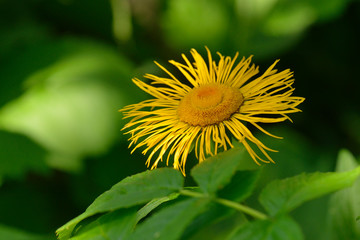 Echter Alant (Inula helenium)	