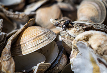 Fly on the Half Shell