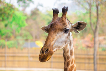 Fototapeta premium Closeup the face and head of giraffe in the zoo