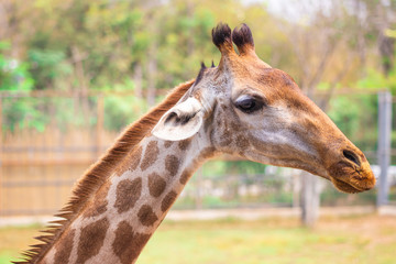 Closeup the face and head of giraffe in the zoo
