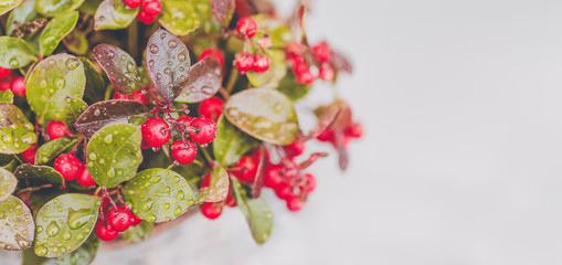 Fresh wintergreen red berry plant with raindrops on white background. Toned picture, close up. Copy space for text.