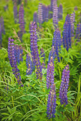 Blooming lupine flowers. A field of lupines. Colorful bunch of lupines summer flower background. 