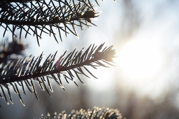 Obraz premium branch of a tree